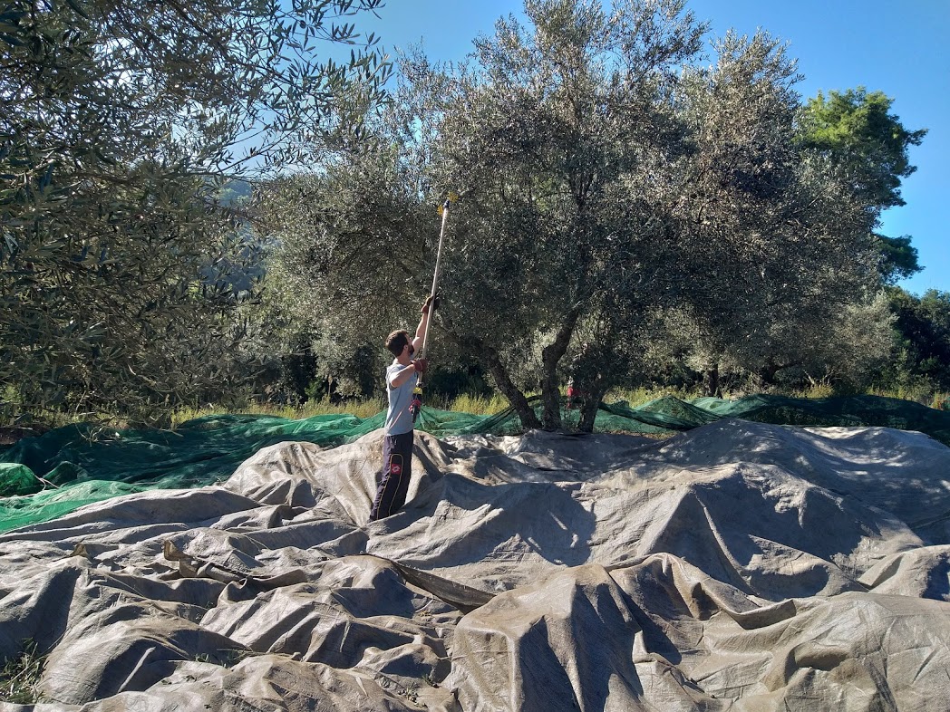 Olive picking Destinations Tours in Greece Peloponnese Epos Travel Tours